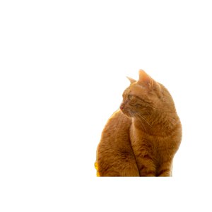 Ginger Cat Sitting Outdoors Surrounded By Autumn Leaves, Looking Into The Distance. 17492 - Cat PNG image with transparent background